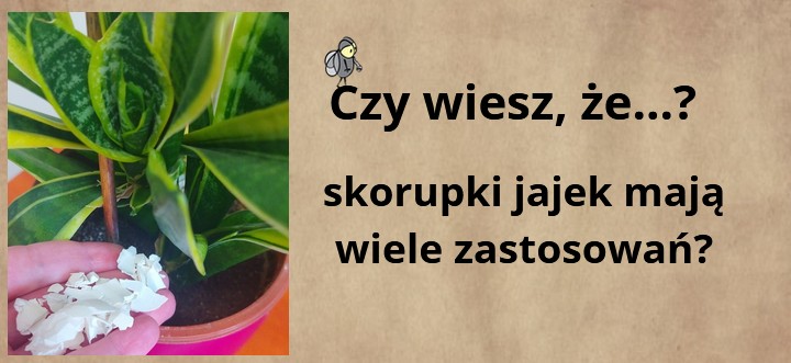 Sansewieria w doniczce, skorupki jajek na dłoni.